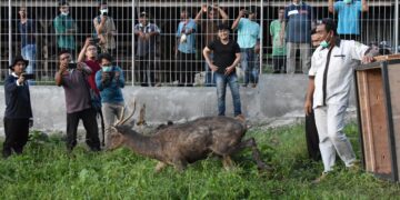Rusa pemberian Gubernur Sumatra Barat dilepaskan di Penangkaran Rusa UPT Peternakan (Edufarm) pada Rabu (24/2/2021). (Genta Andalas/Dok.Pribadi)