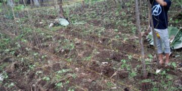 Tomi Aprila Winata saat mengurusi kebun buncisnya di Nagari Palembayan, Kecamatan Agam. (Genta Andalas/dok.pribadi)