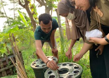 Manfaatkan Potensi Lahan, Mahasiswa KKN Unand Kenalkan Metode Pertanian Akuaponik