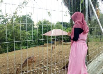 Seorang mahasiswi sedang mengunjugi penangkaran rusa di Edufarm Faterna Unand pada Kamis (14/10/21). Genta Andalas/ Suhada Tri Marneli)