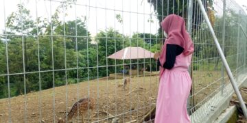 Seorang mahasiswi sedang mengunjugi penangkaran rusa di Edufarm Faterna Unand pada Kamis (14/10/21). Genta Andalas/ Suhada Tri Marneli)