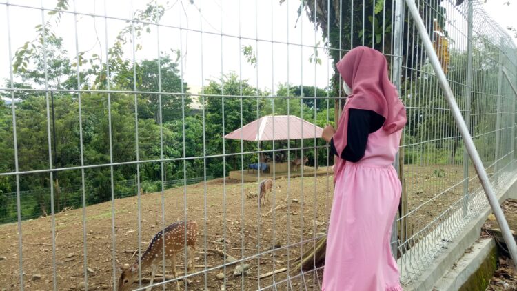 Seorang mahasiswi sedang mengunjugi penangkaran rusa di Edufarm Faterna Unand pada Kamis (14/10/21). Genta Andalas/ Suhada Tri Marneli)