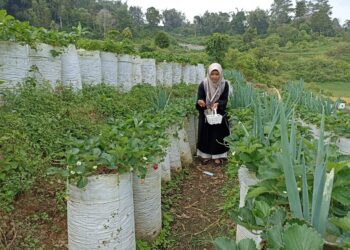 Seorang pengunjung sedang memetik strawberi di perkebunan stroberi (Genta Andalas/Riski Wahyudi)