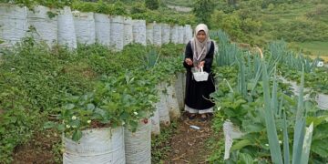 Seorang pengunjung sedang memetik strawberi di perkebunan stroberi (Genta Andalas/Riski Wahyudi)