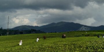 Suasana di Kebun Teh Alahan Panjang yang ramai oleh pengunjung, Senin (5/6/2023) (Genta Andalas/Lara Elisa Putri)