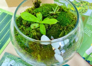 Terravor, Inovasi Unik Tumbuhan Karnivora sebagai Penghias Ruangan