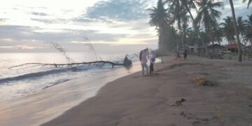 Potret pohon tumbang di Pantai Pasir Jambak akibat bencana abrasi, Senin (22/1/2024). (Genta Andalas/Zulkifli Ramadhani)